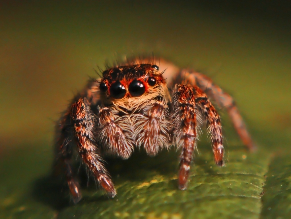 Salticidae